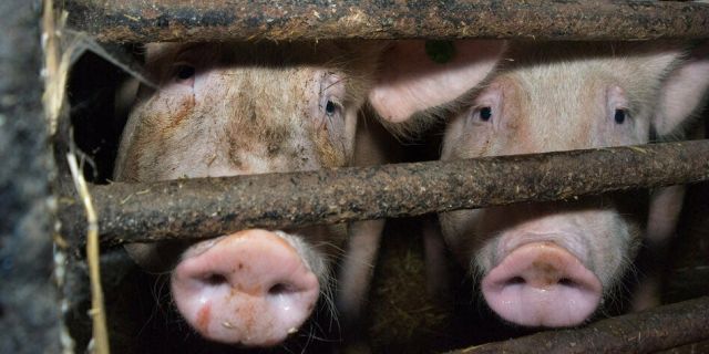 Greenpeace-Abfrage: Billigfleisch dominiert im Supermarkt