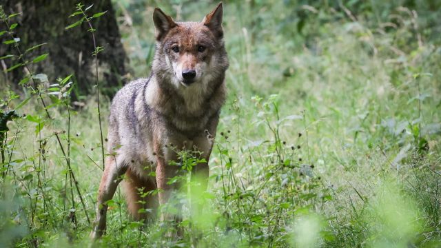 Lautlos wird der Staat immer umtriebiger - das kostet uns Geld und Freiheit
